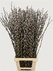 Salix Wilgenkatjes 100cm P Stem