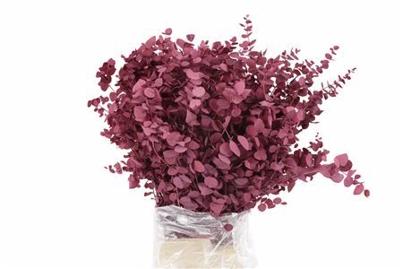 Pres Euca Stuartiana Lilac Bunch