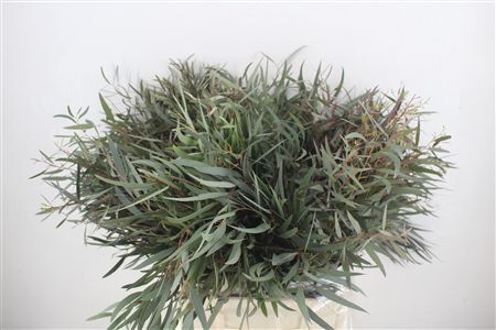 Euca Nicoly Short 150gr P Bunch