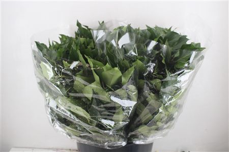 Hedera Berry 200gr P Bunch