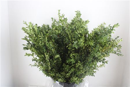 Buxus Green P Bunch