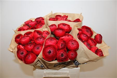 Ran Cloni Ex Valentino