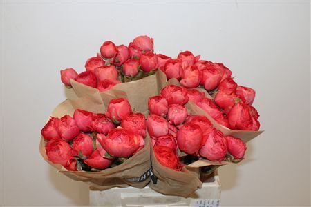 Ran Cloni Ex Fragolino