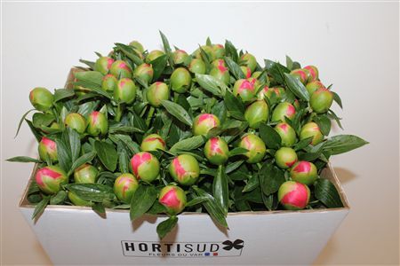 Paeo L Pink Hawaiian Coral