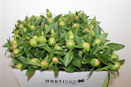 Paeo L Pink Hawaiian Coral