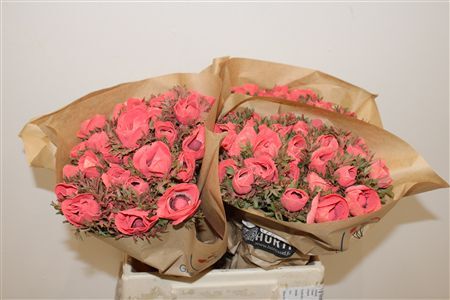 Anem Marianne Powder Coral