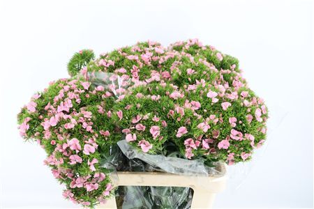 Di Barb Breanthus Noble Light Pink