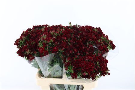 Di Barb Doblino Pc Dark Red