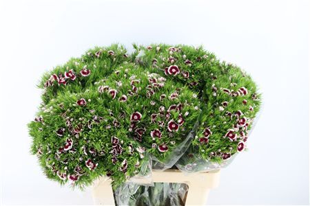 Di Barb Breanthus Roi Bicolor Red White