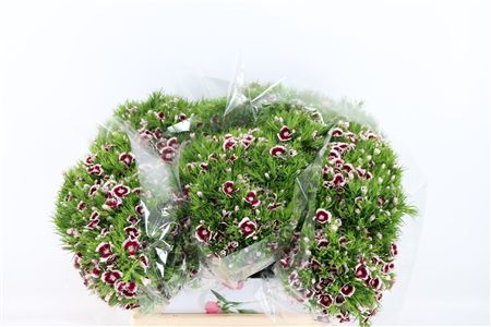 Di Barb Breanthus Roi Bicolor Red White