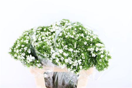 Di Barb Breanthus Hera Wite