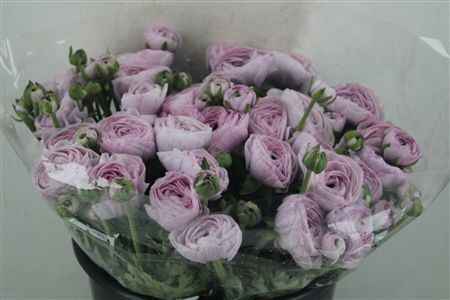 Ran Cloni Sup Nebbia