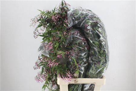 Jasmijn Ranken P Bunch