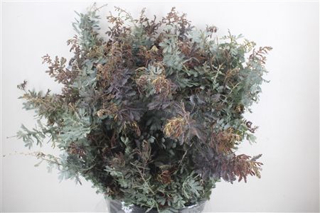 Mimosa Baleana P Bunch