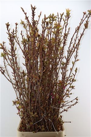 Prunus Serrulata P Stem