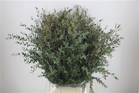 Euca Parvifolia 400gr P Bunch