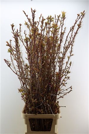 Prunus Serrulata P Stem