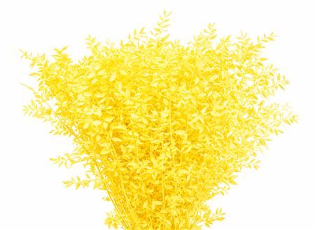 Pres Ruscus Yellow P Stem