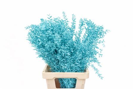 Pres Ruscus L. Blue P Stem