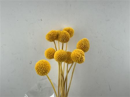 Pres Craspedia Giant 10pcs Yellow Bunch