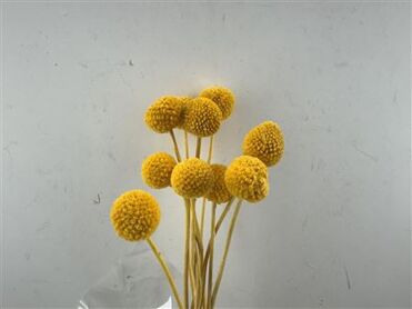 Pres Craspedia Giant 10pcs Yellow Bunch