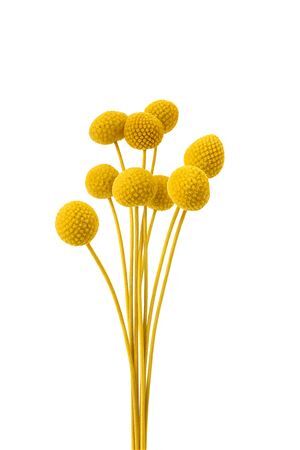 Pres Craspedia Giant 10pcs Yellow Bunch