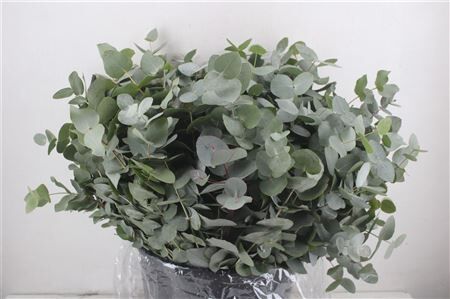 Euca Cinerea Short 300gr P Bunch