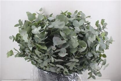 Euca Cinerea Short 300gr P Bunch