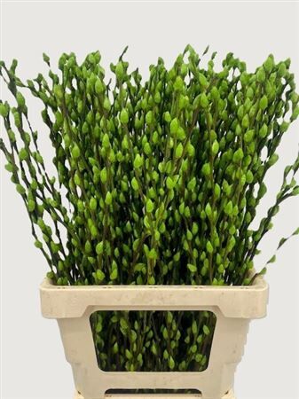 Salix Wilgenkatjes Apple Green 70cm P Stem
