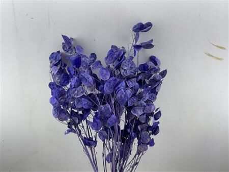 Dried Lunaria L Milka Bunch Poly