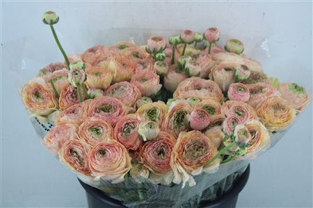 Ran Cloni Ex Touareg Pastel