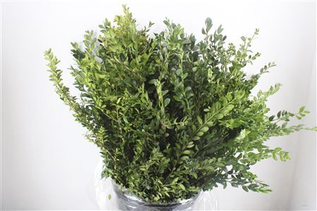 Buxus Green P Bunch