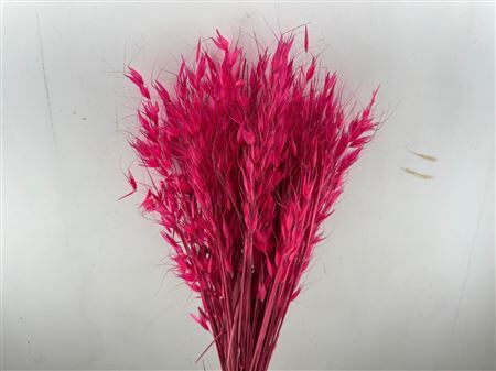 Dried Avena Wild X5 Cerise Bunch