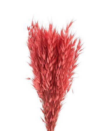 Dried Avena Wild X5 Lightpink Bunch