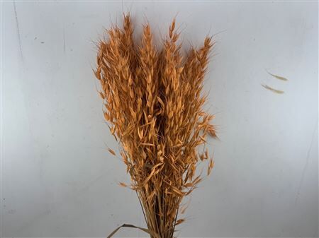 Dried Avena Wild X5 Salmon Bunch