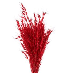 Dried Avena Wild X5 Red Bunch