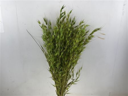 Dried Avena Wild X5 Lightgreen Bunch