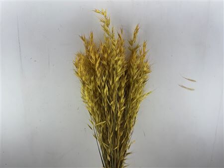 Dried Avena Wild X5 Yellow Bunch