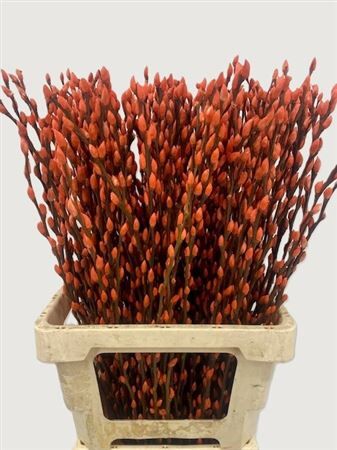 Salix Wilgenkatjes Orange 70cm P Stem