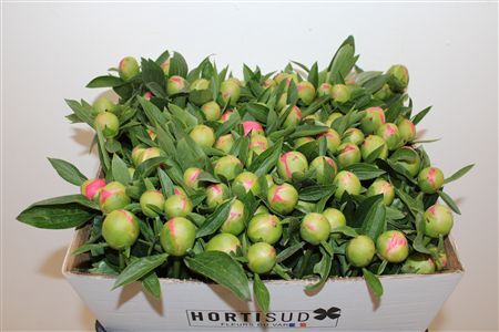 Paeo L Pink Hawaiian Coral