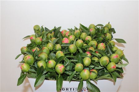 Paeo L Pink Hawaiian Coral