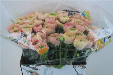 Ran Cloni Ex Touareg Pastel