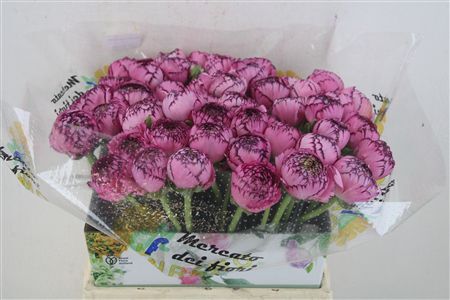 Ran Cloni Ex Cappucino Purple