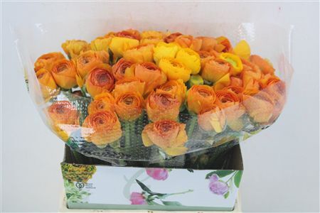 Ran Cloni Ex Solaris