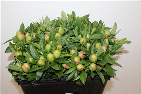 Paeo L Pink Hawaiian Coral