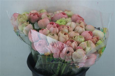 Ran Cloni Ex Champagne