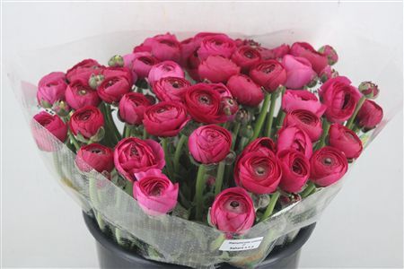 Ran Cloni Ex Spotlight