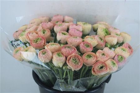 Ran Cloni Ex Touareg Pastel