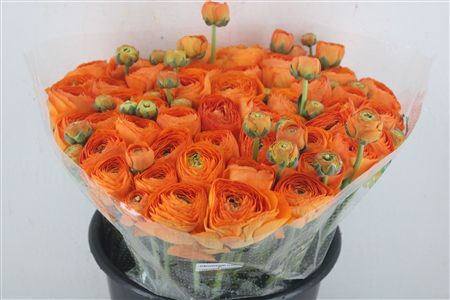 Ran Cloni Ex Lambada