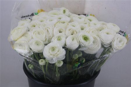 Ran Cloni Ex White Succes